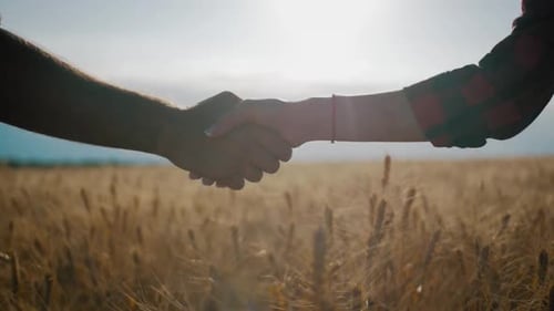 Handshake over Golden Wheat Field in Sunlight