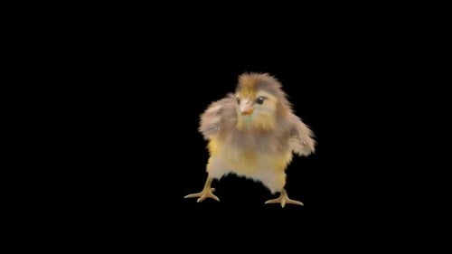 Cute Fluffy Baby Chick Walking and Dancing Loop