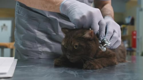 Veterinarian Examining Cat with Stethoscope at Clinic