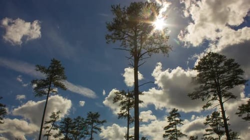 Majestic Pine Trees Against Blue Sky and Clouds