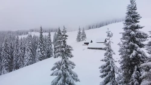 Aerial Winter Pine Forest and Cabin Hut