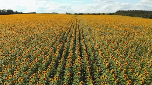 Drohnenansicht des Sonnenblumenfeldes, Reihen von Sonnenblumen auf einem Hügel