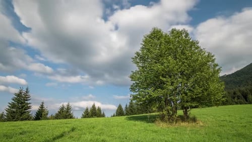 Clouds over Green Trees