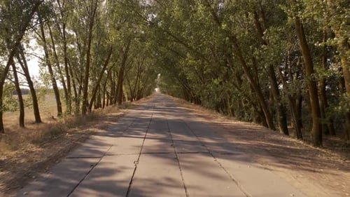 Country Road on a Summer Day