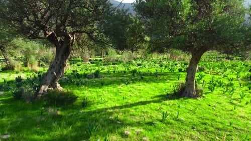 Bewegung durch den Wald mit einem großen Olivenbaum an der Vorderseite und grünem Gras in der Sommersaison