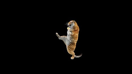 Tiger-Tanz HD
