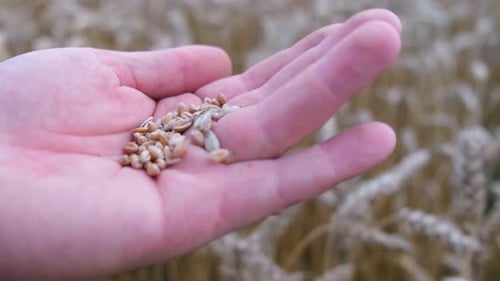 Hand Holding and Dropping Wheat Grains in Field
