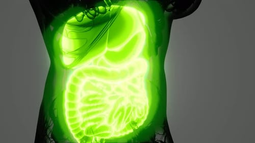 Animated Human Digestive System with Glowing Green Organs