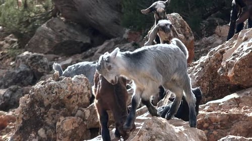Herd of Goats in Rocky Lands in Forest