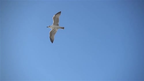 Two Seagulls Fly Against a Blue Sky