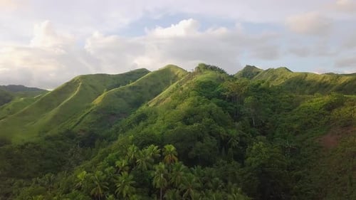 Flying Above Beautiful Lush Green Jungle with Palm Trees
