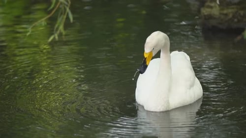 Elegant White Swan Swimming on Water
