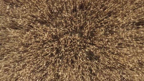 Golden Wheat Crop Agriculture Field