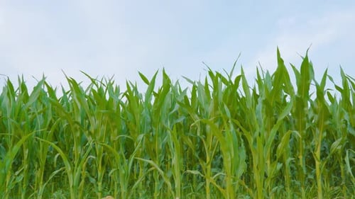 Green Corn Plantation with Blue Sky