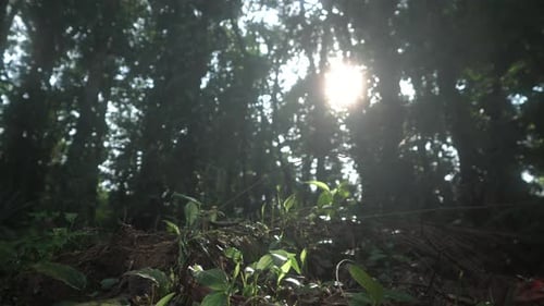 Vidéo glissante à basse altitude sur le sol à l'intérieur d'une forêt tropicale, avec du soleil à l'arrière des arbres