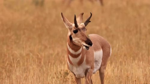 Pronghorn in Yellowstone National Park