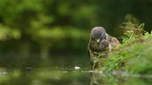 Wild bird drinking water from a natural lake. Buzzard in wilderness. Buteo buteo.