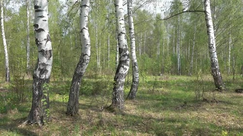 Bosque de abedules de verano en