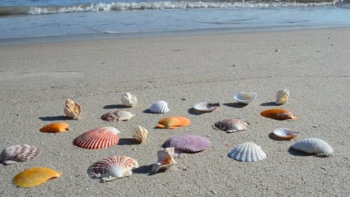 Cockleshells 23