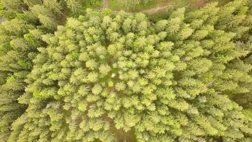 Aerial view of green pine forest with canopies of spruce trees in summer mountains.