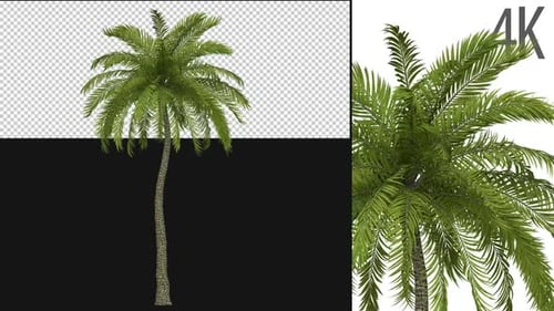 Beach Palm Tree