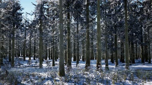 Snow Covered Conifer Forest at Sunny Day