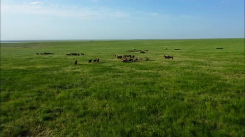 Chevaux sauvages qui courent des Mustangs sauvages sur la belle herbe verte