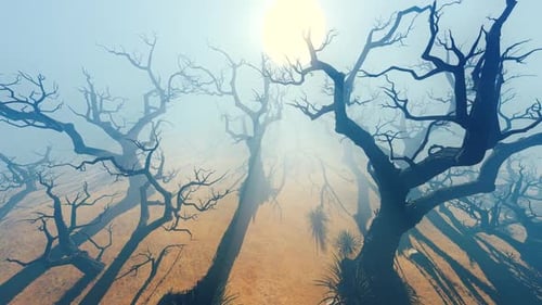 Old Fantastic Forest