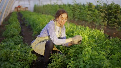 Young Woman Working at Greenhouse Cleans the Plants From Weeds