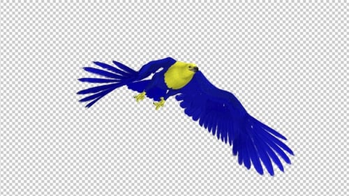 Ukraine Eagle - Flying Transition - II- 4K - Alpha Channel