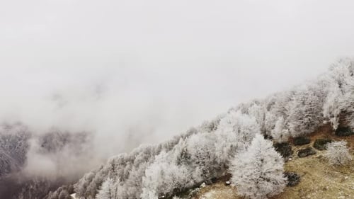 Aerial View of a Multicolored, Varied and Foggy Mountain Landscape. Snow Covered Trees on the Top of