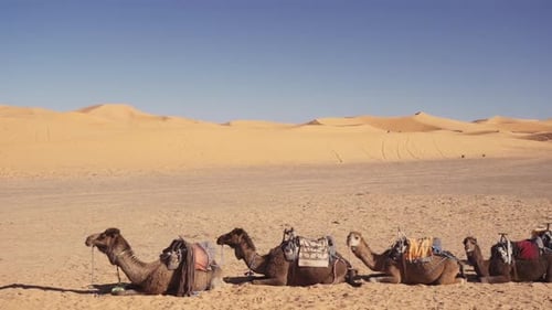 Kamele ruhen in einer Reihe in der Sandwüste