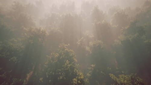 Misty Forest Sun Rays Aerial View