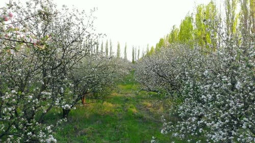 Flying Between Branches of Flowering Trees in Apple Orchard