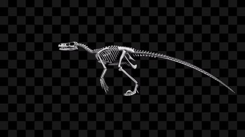 3D Velociraptor Skeleton