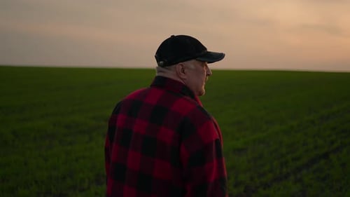 Farmer Walk and Over Looking the Success of His Crops