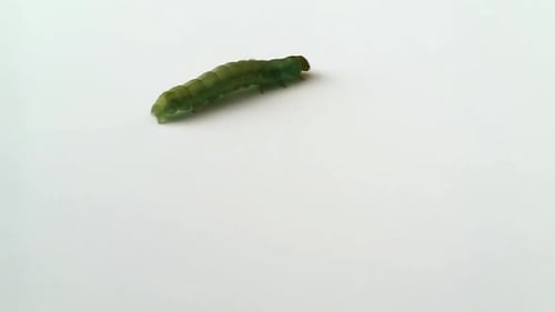 Chenille verte marchant sur un sol blanc, prise de vue de haut