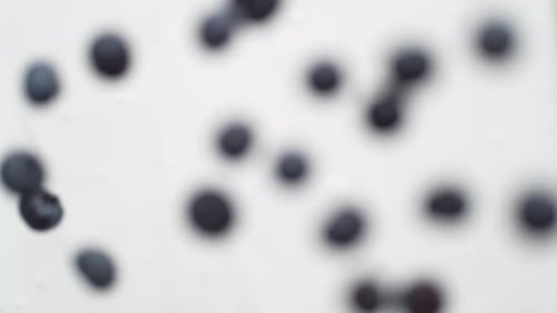 Blueberries Falling into White Cream, Close Up