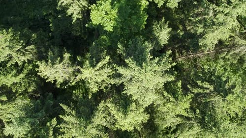 Aerial drone slowly descends over trees in forest.