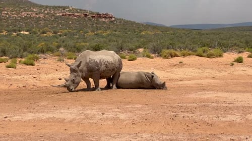 Two Rhinos Standing and Resting in Open Plain