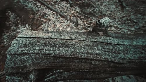 Sanfter Schnee fällt auf einen Baumstamm im Wald.