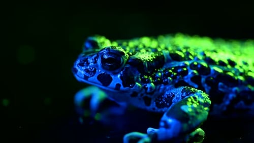 Close-Up of Textured Frog Under Colored Lights