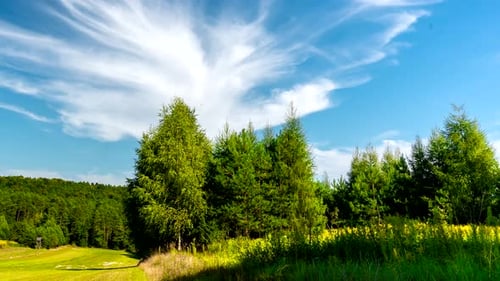 Forest meadow.