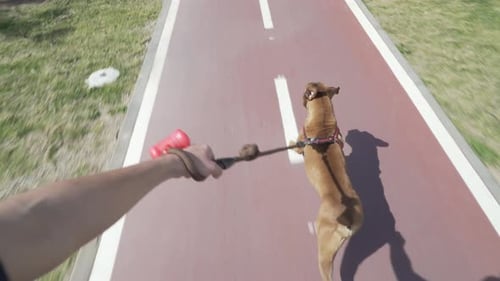 boxer dog running and pulling man on skate