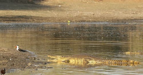 Crocodile du Nil se prélassant en eau peu profonde