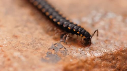 A Macro Shot of a Centipede on a Concrete Floor