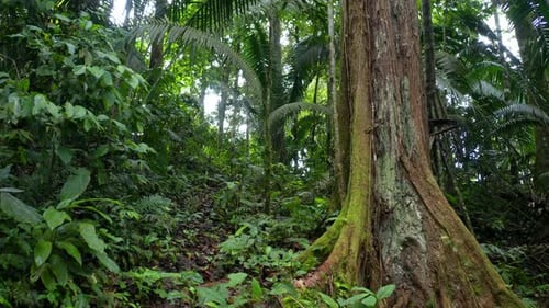 Wir bewegen uns über einen kleinen Pfad in einem tropischen Wald mit großen Bäumen