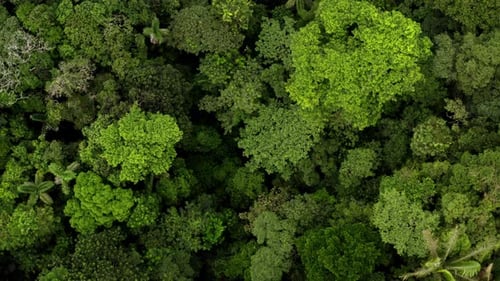Aerial top view of tropical forest zooming in towards a bright green tree