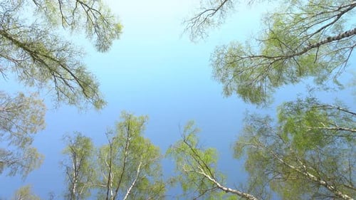 Trees Seen from Below with Branches Against Sky