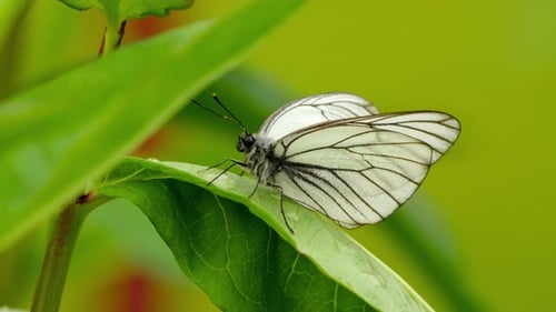 White Butterfly Resting on Vibrant Green Leaf